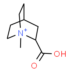 ChemSpider 2D Image | 2-Carboxy-1-methyl-1-azoniabicyclo[2.2.2]octane | C9H16NO2